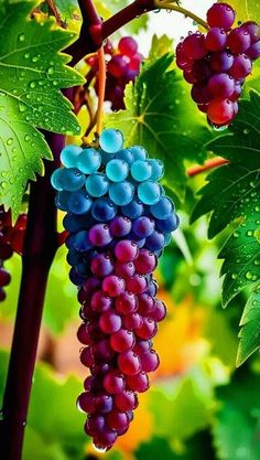 some grapes are hanging from the vine with water droplets on them and green leaves in the background