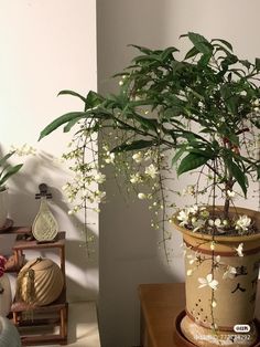 a potted plant sitting on top of a wooden table