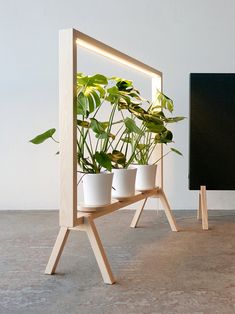 three potted plants are placed in front of a computer monitor on a stand with two legs