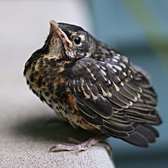 a small bird sitting on top of a cement bench next to a blue wall in the background