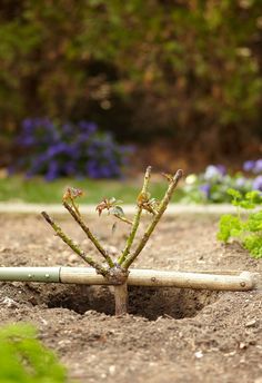 a small plant is growing out of the ground in front of some blue and white flowers