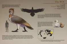 an informational poster describing the different types of birds and how they can be seen here