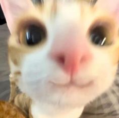 an orange and white cat with big eyes looking at the camera while holding a donut in its mouth