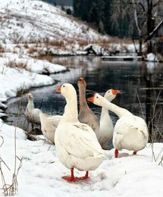 four ducks are standing in the snow near a pond