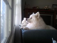 two white dogs sitting on top of a couch next to a window