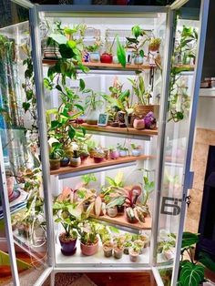 a display case filled with lots of plants