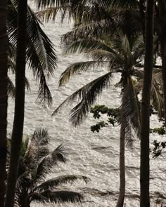 some palm trees and water in the background