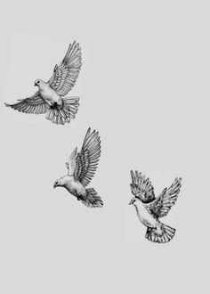 three birds are flying in the sky together