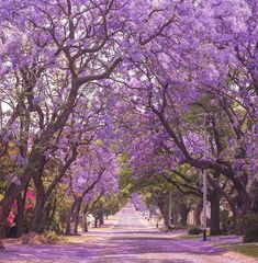 the trees are blooming all over the road