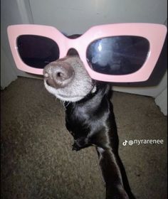 a black dog wearing pink sunglasses on top of it's head in front of a door