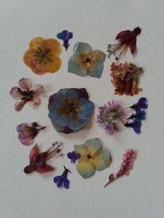 pressed flowers arranged in a circle on a white surface