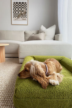 a brown dog laying on top of a green bed in a living room next to a white couch