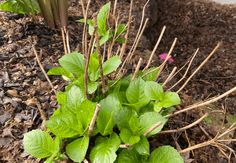 a plant with green leaves growing in the ground next to some dirt and mulch