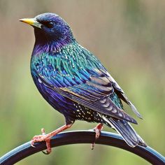 a colorful bird sitting on top of a metal pole