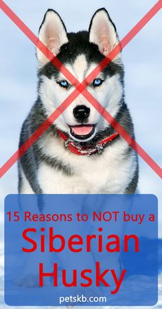 siberian husky dog sitting in the snow with text overlay that reads, 13 reasons to not buy a siberian husky