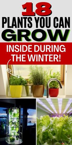 Grow Food Inside, Green Onions Growing, Growing Vegetables Indoors, Growing Food Indoors, Indoor Vegetables, Growing Basil, Survival Garden, Inside Garden, Growing Lettuce