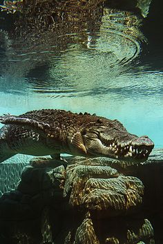 an alligator is swimming in the water near some rocks and algae growing on it's surface