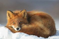 a close up of a fox laying in the snow