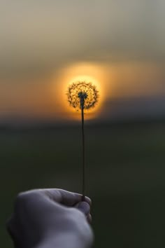 a hand holding a dandelion with the sun setting in the sky behind it