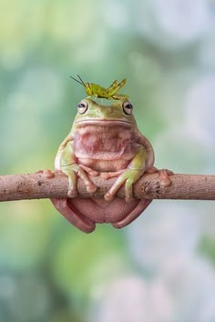 a frog sitting on top of a branch with a leaf on it's head