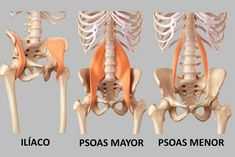 three views of the pelvical and psoas in different stages of movement