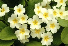 white and yellow flowers with green leaves