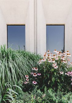 flowers and plants in front of two windows