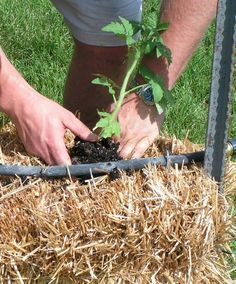 How to plant a straw bale garden! Planting Potatoes