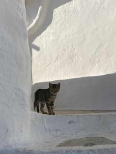 a cat is standing in the corner of a white building and looking at the camera