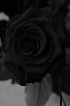 a black rose is sitting in a vase