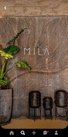 there is a potted plant in front of a wall with the name mia on it