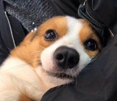 a small brown and white dog laying on top of a black bag