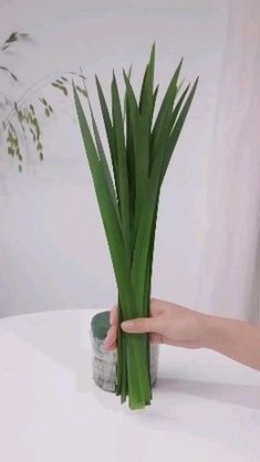 a hand is holding a green plant on a white table