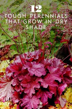 purple and green plants with text overlay that reads 12 tough perennials that grow in dry shade