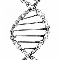 the structure of a double - stranded human cell, vintage line drawing or engraving