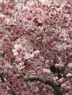 a large tree with lots of pink flowers