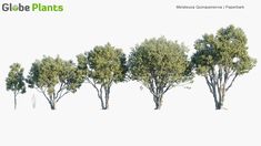 Melaleuca Quinquenervia 3D Model Melaleuca Quinquenervia, Perfect Model, Common Names, Landscape Trees, Cinema 4d, Tea Tree, 3ds Max, Trees To Plant, Cosmos