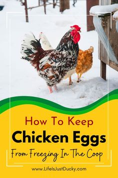 chickens in the snow with text overlay how to keep chicken eggs from freezing in the coop