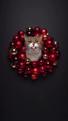 a cat sticking its tongue out in a christmas wreath with red and gold ornaments around it