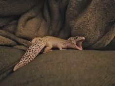 a small gecko laying on top of a couch next to a blanket with its mouth open