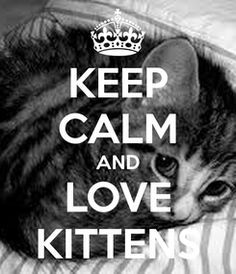 a cat laying on top of a bed with the words keep calm and love kittens