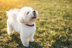 a small white dog standing on top of a lush green field