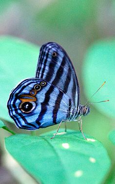 a blue and black butterfly sitting on top of a green leaf