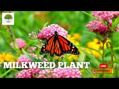 a butterfly sitting on top of a pink flower next to yellow and red flowers with the words milkweed plant