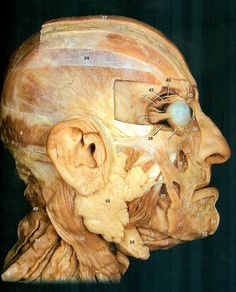 an image of the facial structure of a man's head with labels on it