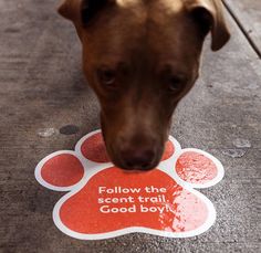 a brown dog chewing on a sticker that says follow the can't trail good boy