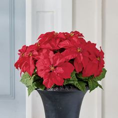 a black vase filled with red poinsettias