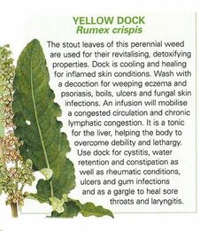 an article about the benefits of yellow dock rummex crispies, which are used for rejuicing and detriting