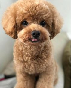 a small brown dog sitting on top of a bed