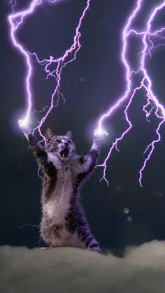 a cat standing on its hind legs in front of lightning